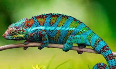 ADAPTE-SE - FAÇA O QUE TEM QUE SER FEITO